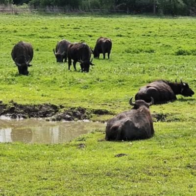 Kápolnapusztai bivalyrezervátum